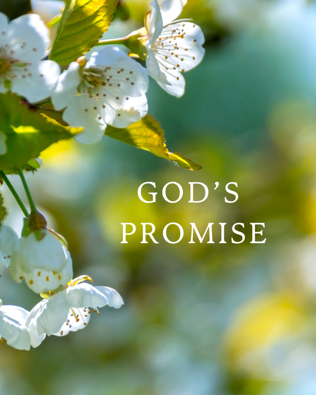 God’s Promise